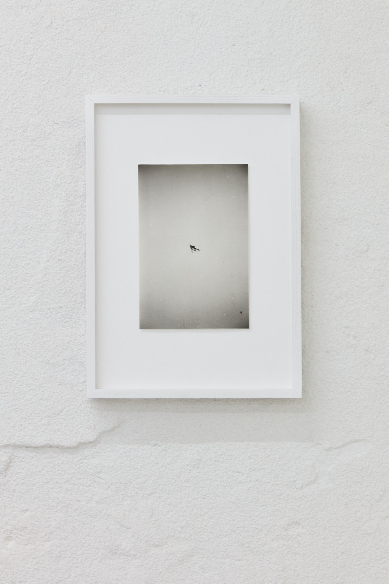 Untitled (insect)