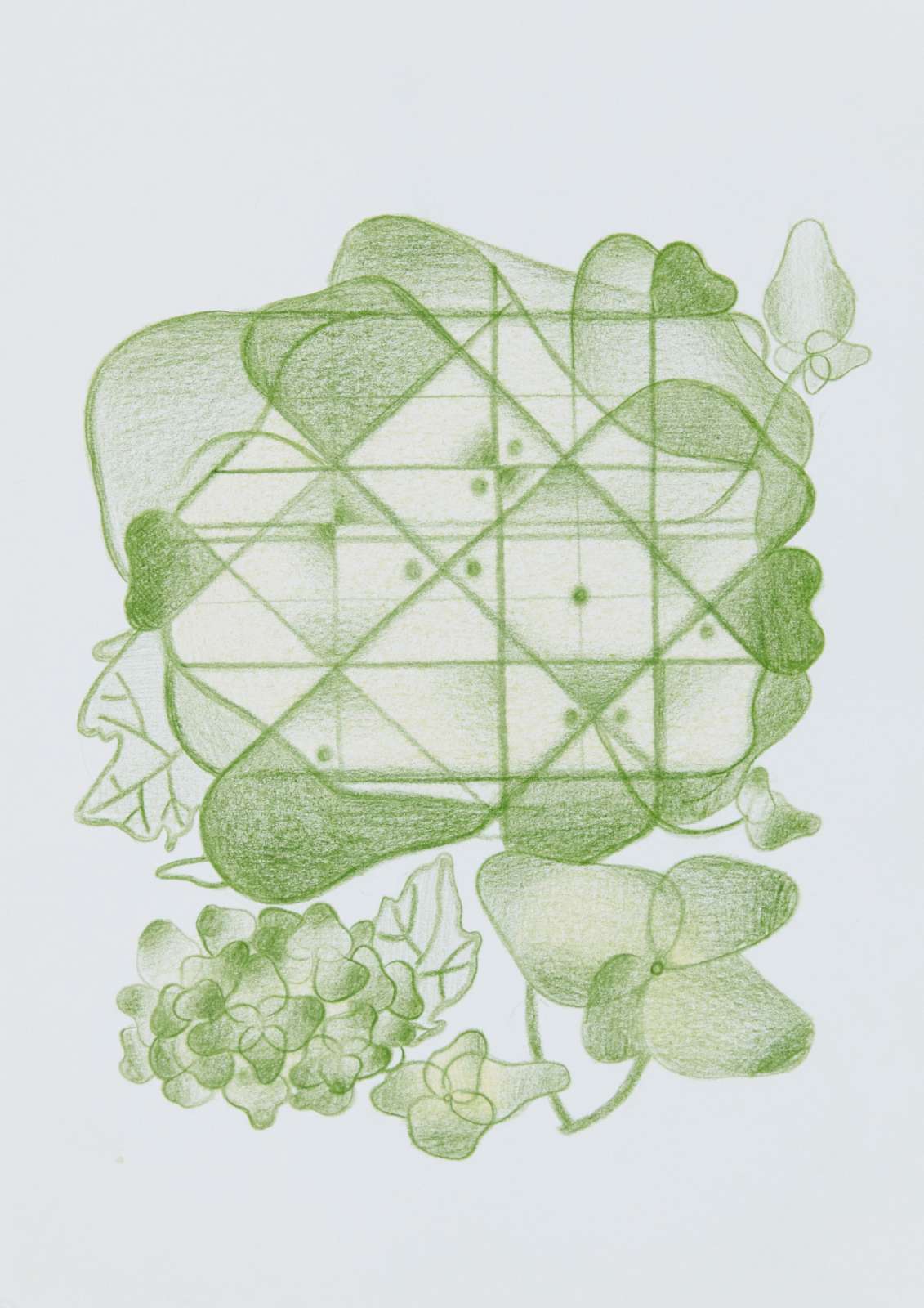 Hydrangea 0