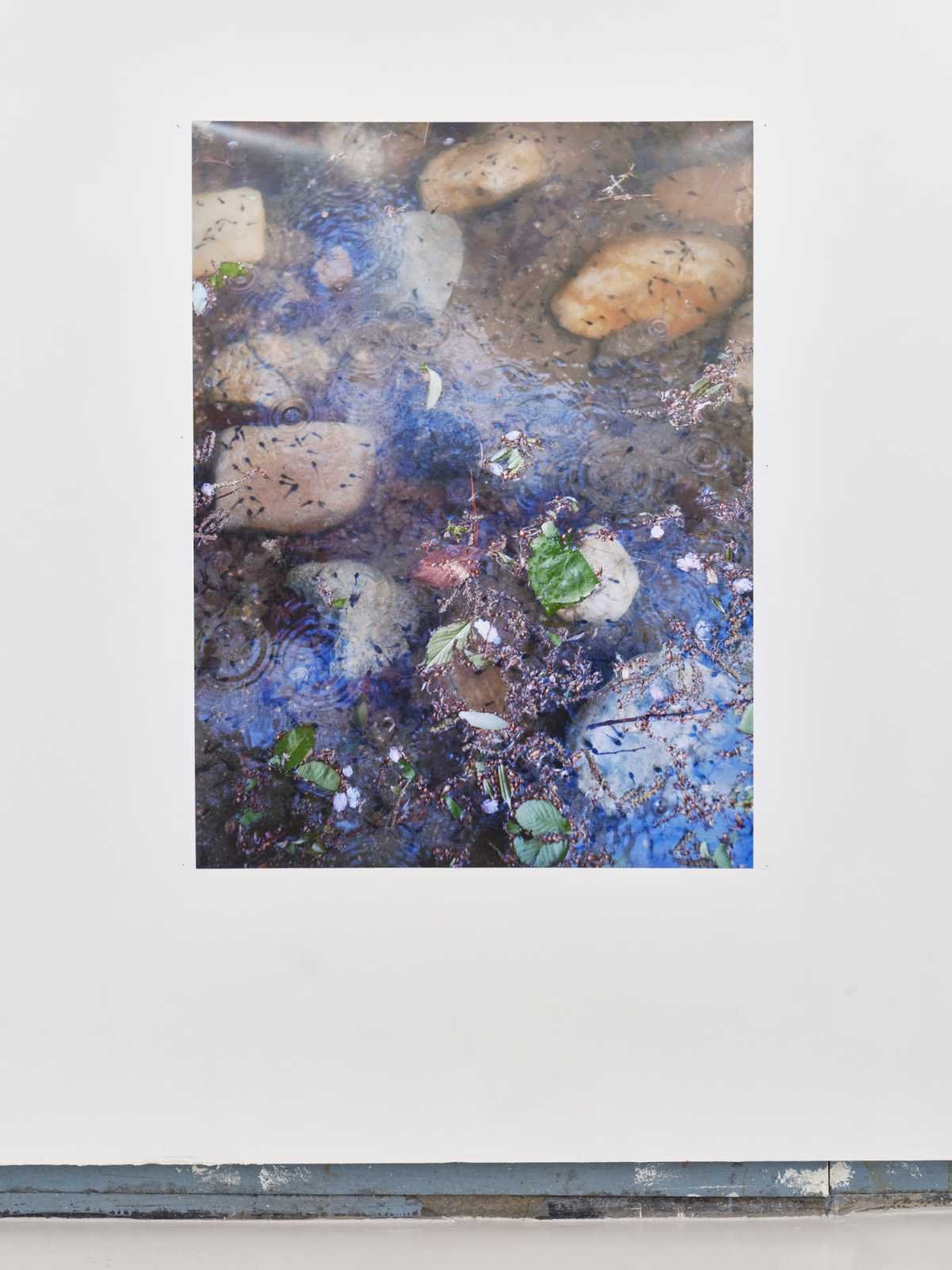 Rain and tadpoles