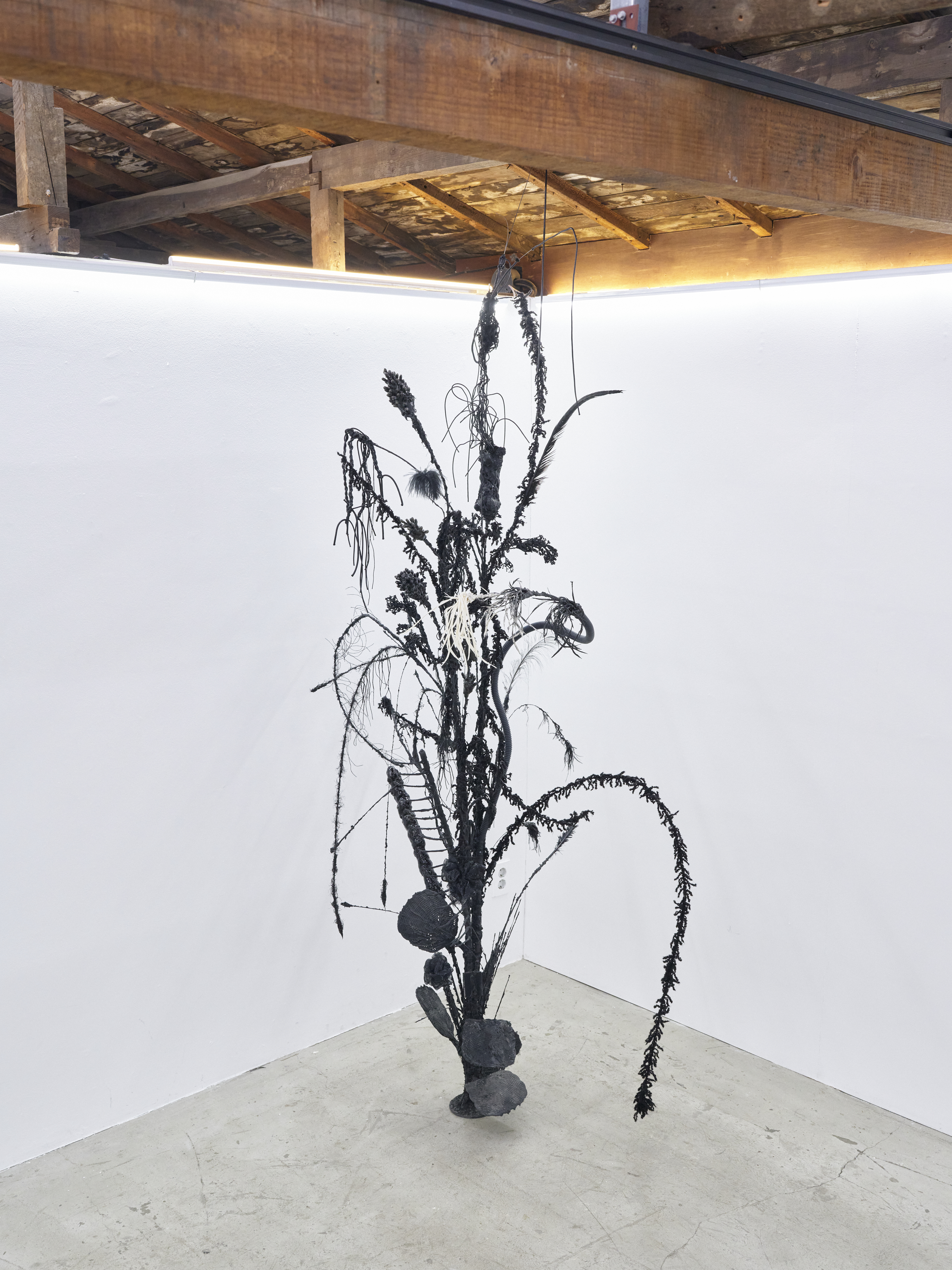 The black flowers