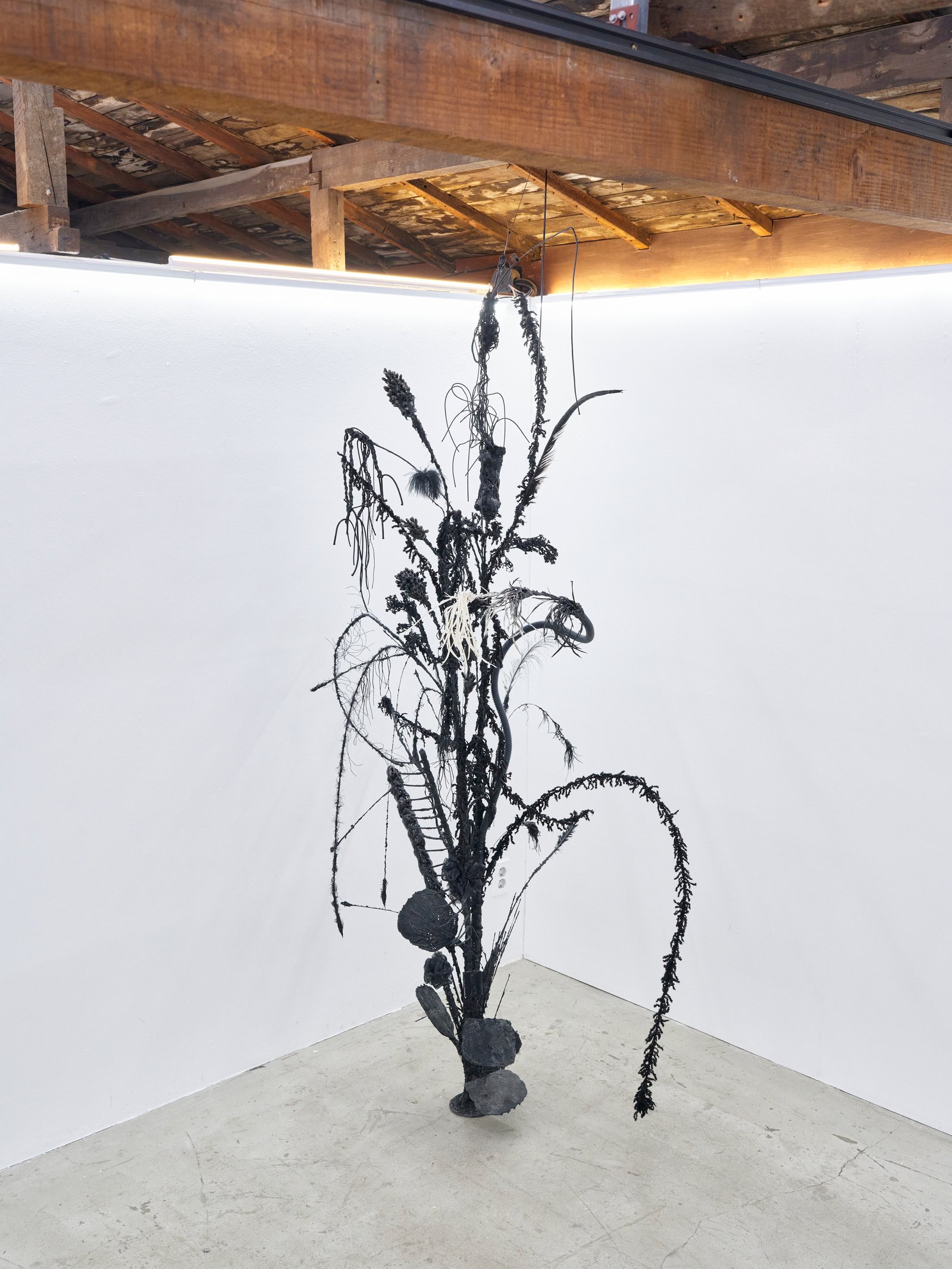 The black flowers